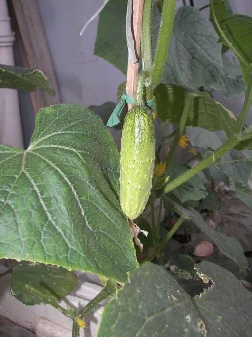 水黄瓜用总浇水吗,水培种植黄瓜的方法