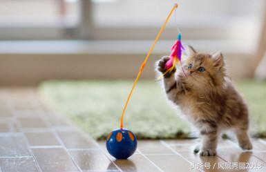 还有这种操作——宿舍养“猪猪侠”？你有在寝室养过什么动物么？