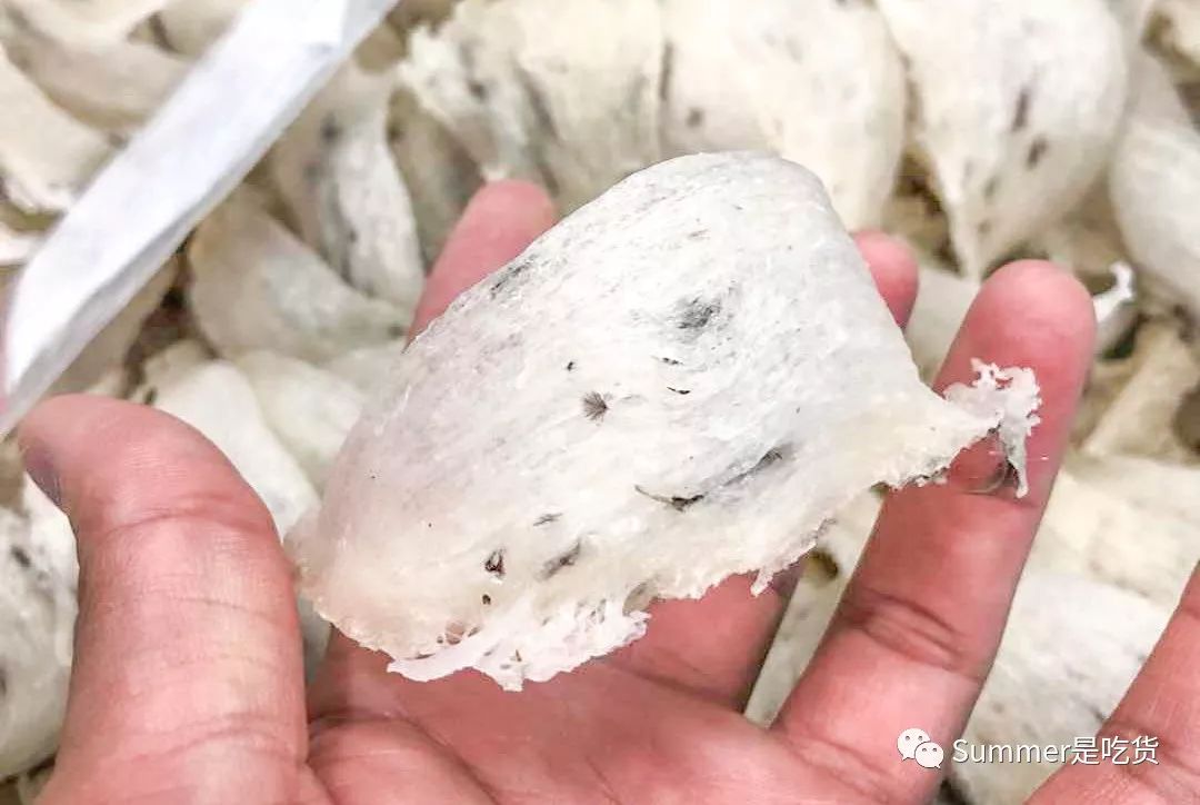 寻燕日记之关于燕窝的一些见解(二)