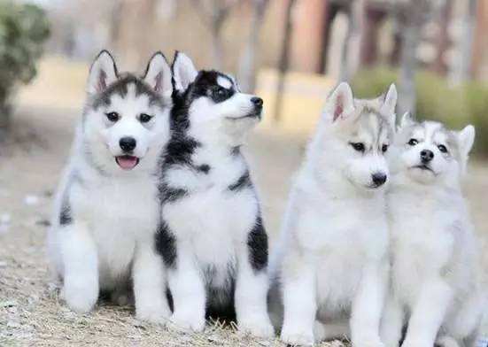 「涵姐说:哈士奇」哈士奇/西伯利亚雪橇犬介绍、优缺点、喂养等