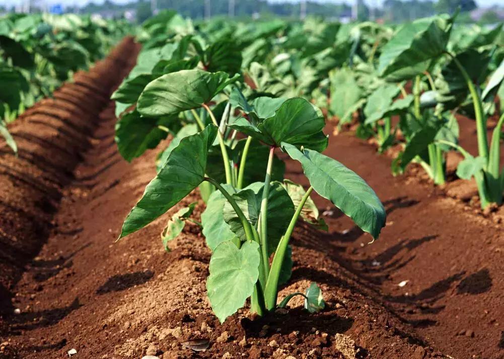 魔芋和香芋是不是一个东西,你们知道芋头和魔芋有啥区别吗
