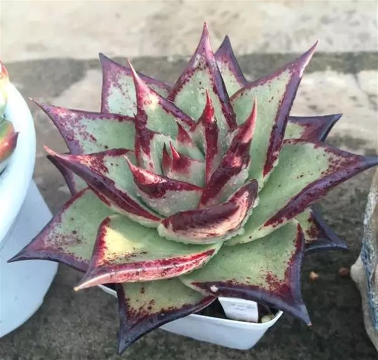 多肉居然能有这么顽强的生存,多肉可以养成什么样的小萌物