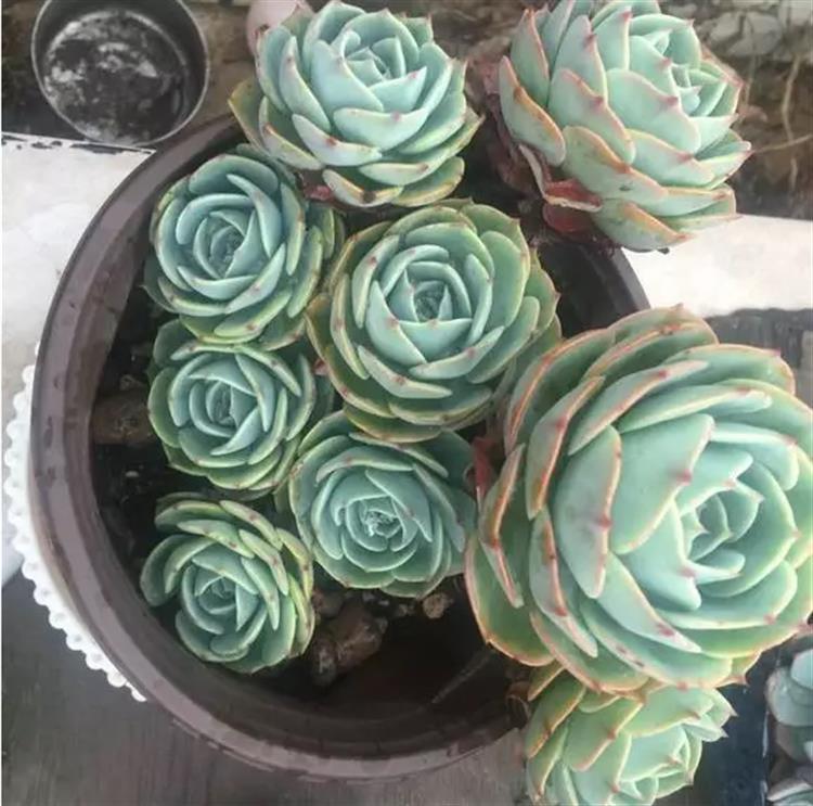 多肉居然能有这么顽强的生存,多肉可以养成什么样的小萌物