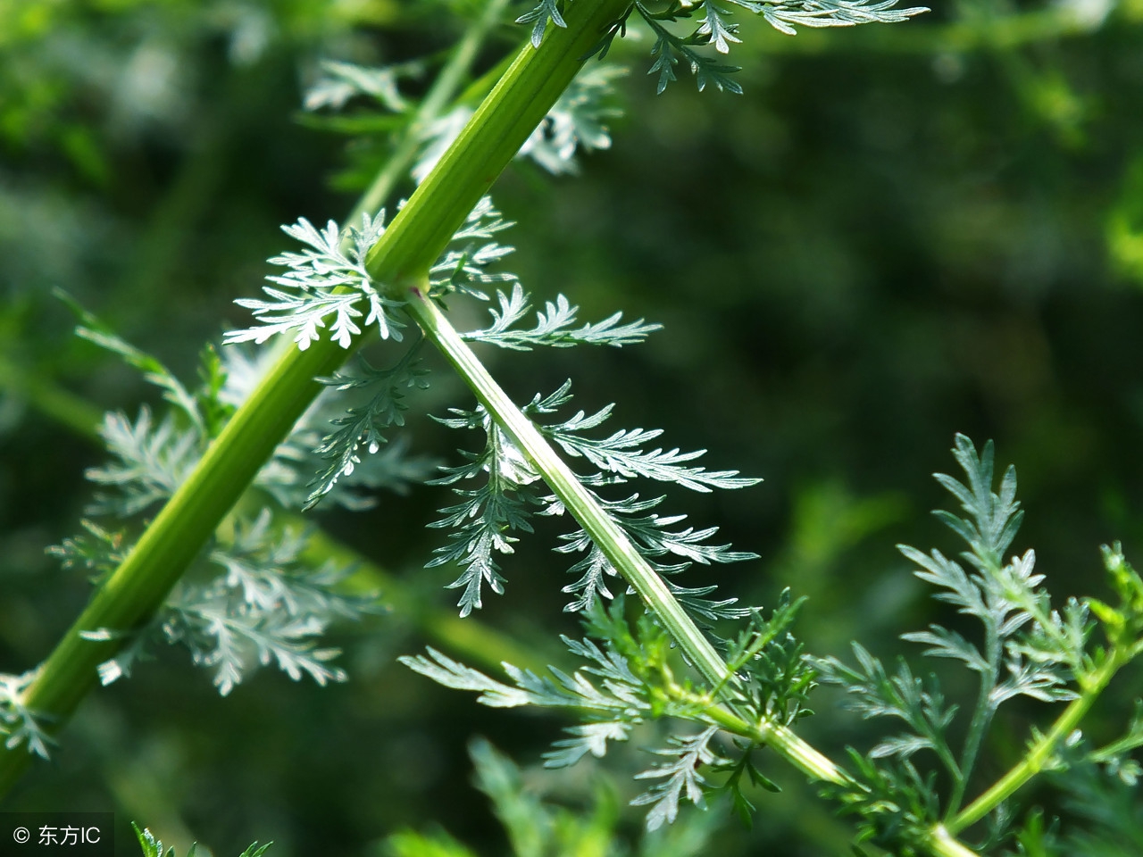 中药之最30味建议收藏太精辟了,常用中药400味歌诀