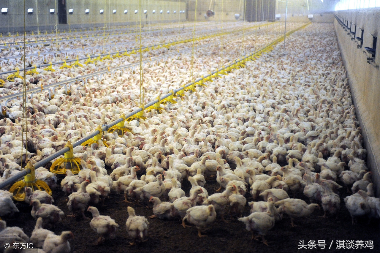 养鸡技术大全山地散养鸡,养鸡课堂全套教程