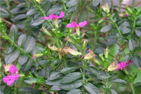 雪茄花的养护注意事项,细叶雪茄花如何繁殖