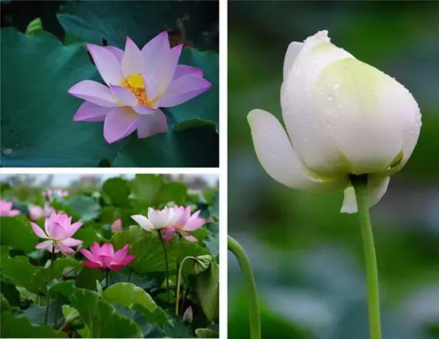 住佛山三水芦苞温泉度假村，泡长命温泉水，游古色长岐古村