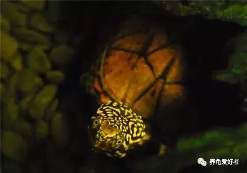 龟断尾后怎么处理,龟断尾和磨损的区别