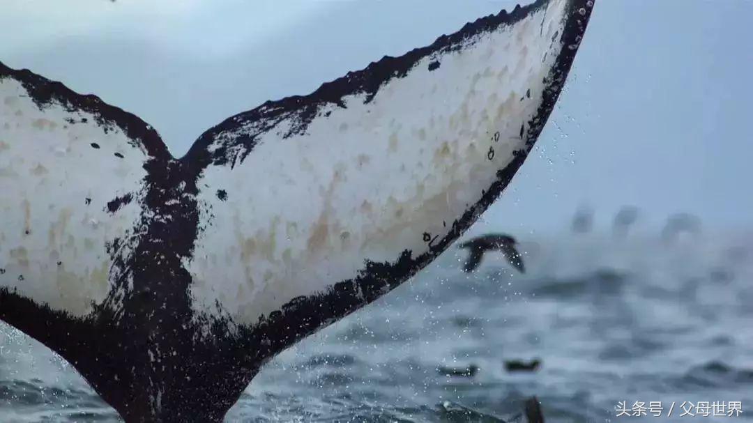 世界地球日，最适合孩子看的18部自然纪录片，趁周末，带娃看起来