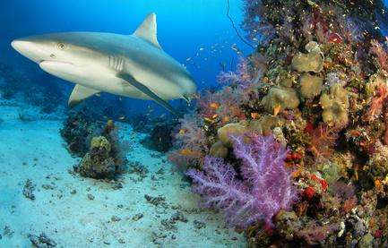 海边游玩鲨鱼,海边游玩注意事项