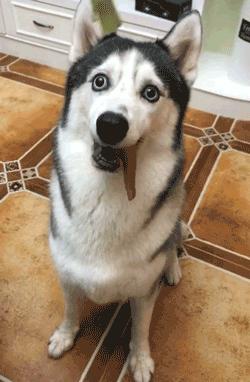 犬瘟后遗症哈士奇,哈士奇犬瘟的症状及治疗方法图片