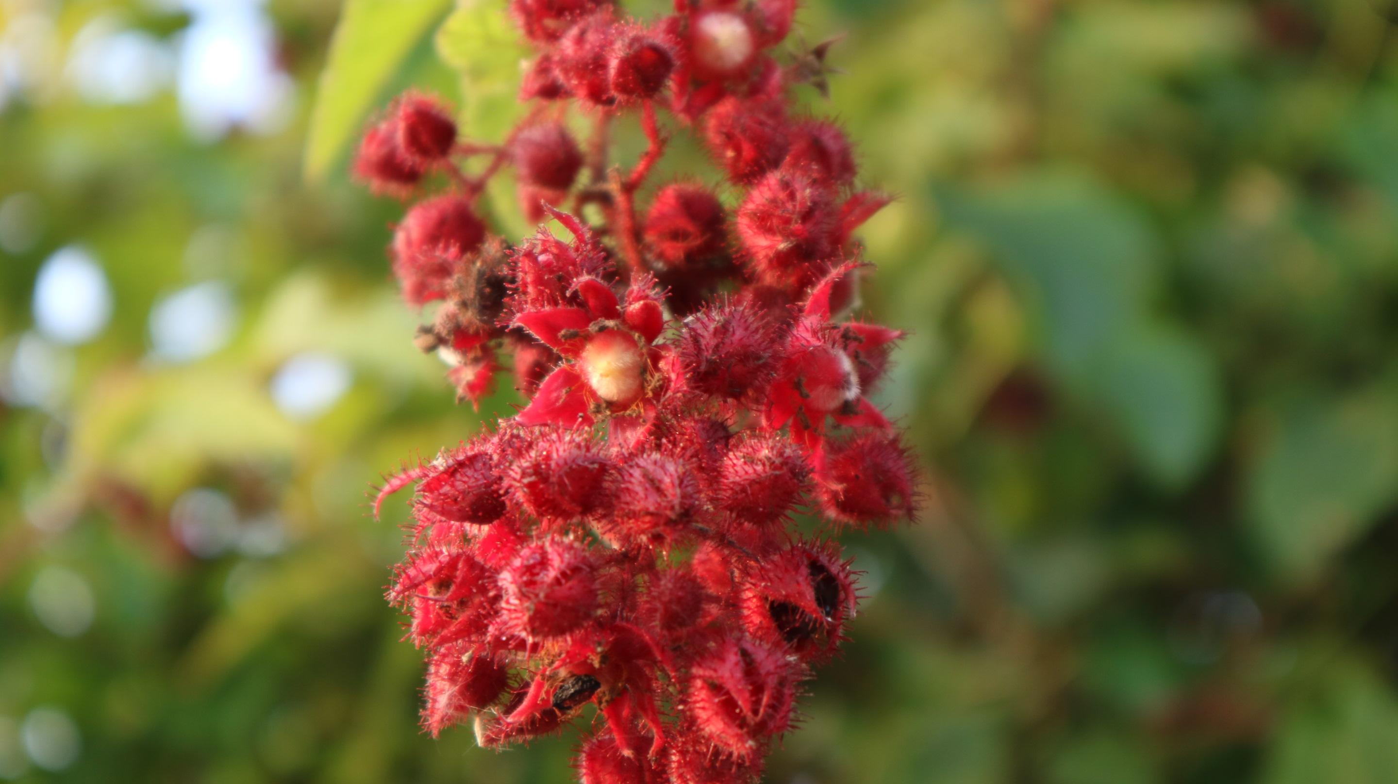王家人的历史,关于王家人的视频