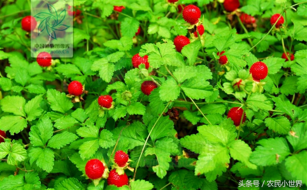 农村这五种野果个个常见，好吃又营养有的上百元一斤，你吃过吗？