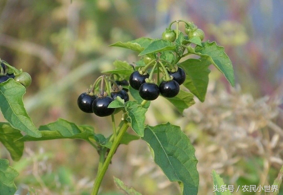 农村这五种野果个个常见，好吃又营养有的上百元一斤，你吃过吗？