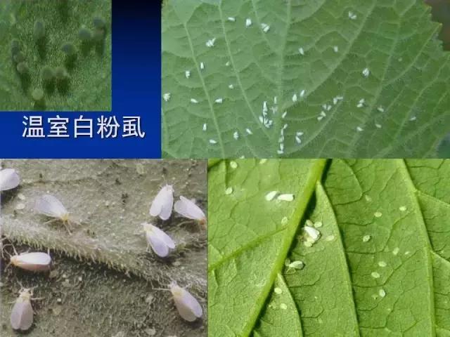 常见害虫有哪些图片大全,常见38种害虫图片及名称及防治