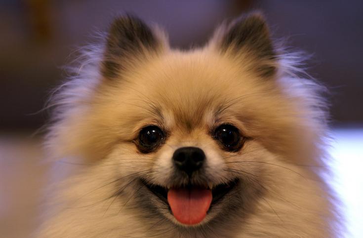 十大温顺狗狗排行榜,好养温顺的狗狗排名前十位