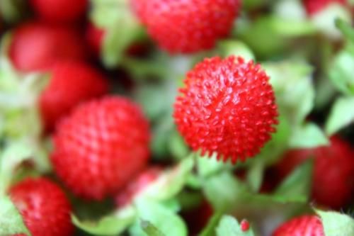 农村这五种野果个个常见，好吃又营养有的上百元一斤，你吃过吗？