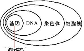 初中生物知识点总结北师大版,初中生物知识点总结及实验图