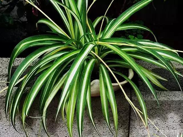 室内空气净化哪种绿植更好,室内种绿植净化器
