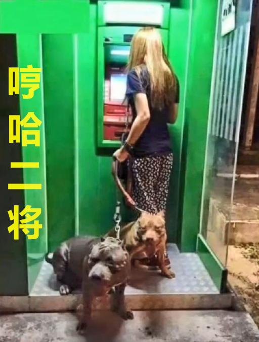 保镖型狗,保镖犬德牧