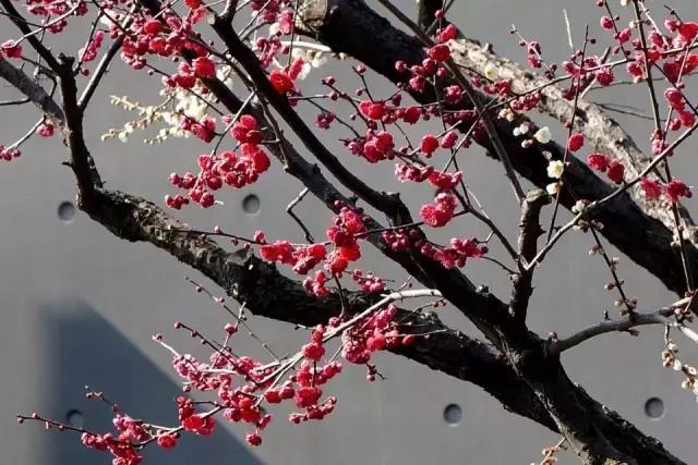 庭院风水知识100条,庭院风水知识