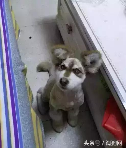 如何让金毛成为拉布拉多,金毛变装霸气视频