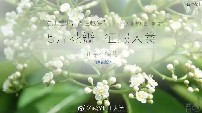 大学校园里面的石楠花,复旦石楠花