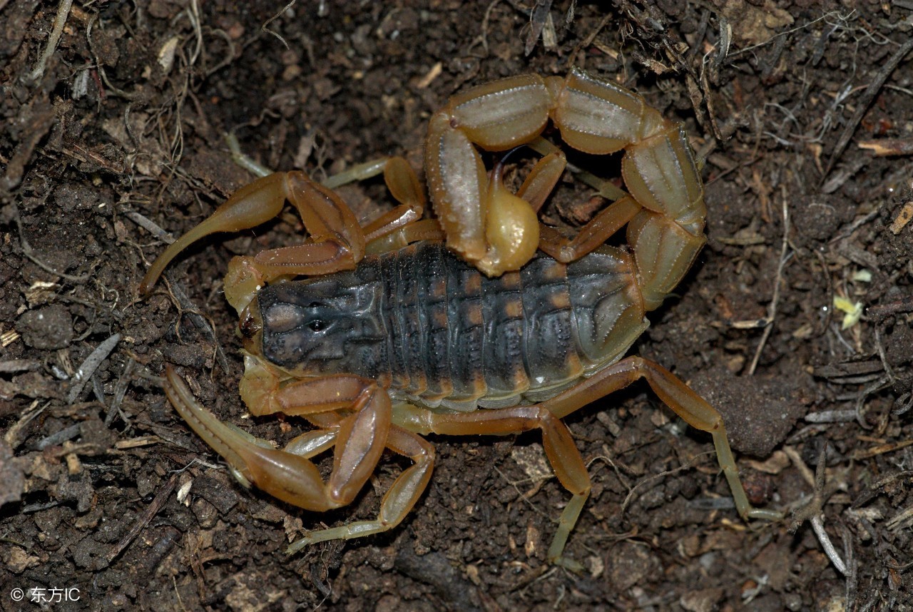 中药里的蝎子有什么疗效,传统中药蝎子