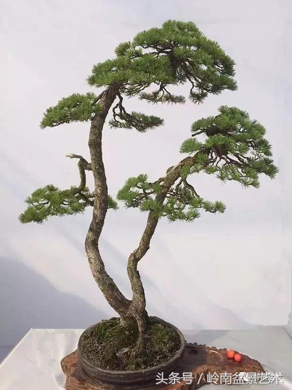 双杆罗汉松树盆景造型,双斜杆盆景