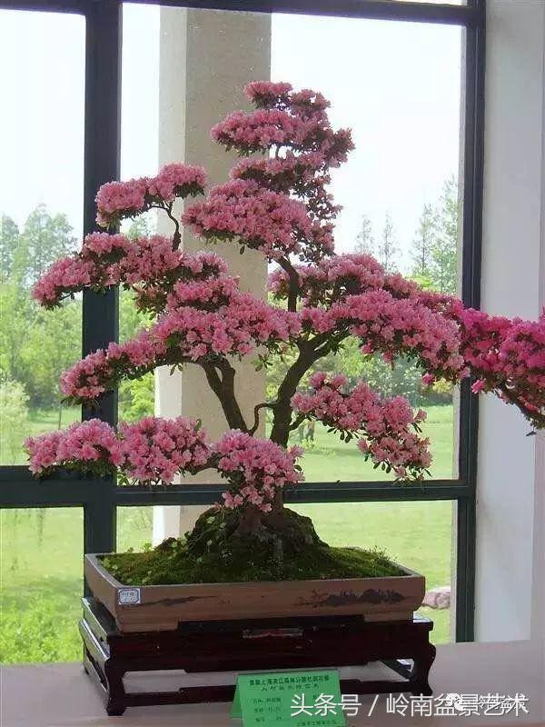 双杆罗汉松树盆景造型,双斜杆盆景