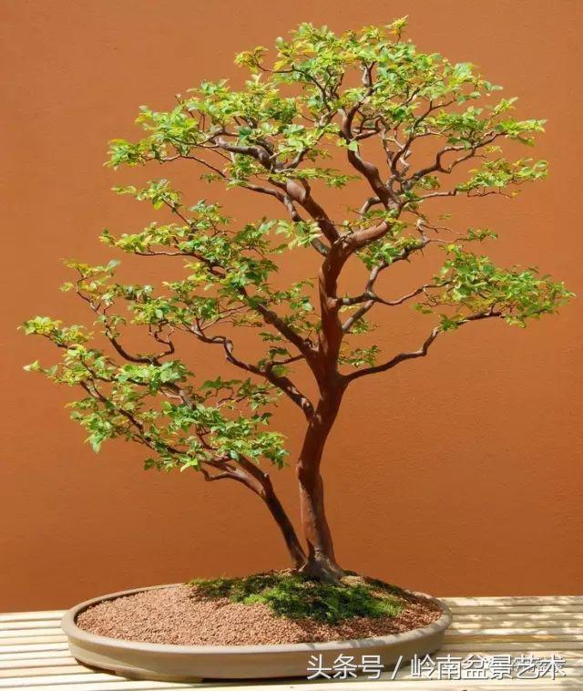 双杆罗汉松树盆景造型,双斜杆盆景