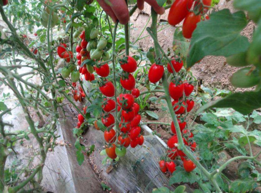 五一假期佛山去哪玩,高明五一攻略