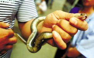 进家的蛇为什么不能打死呢,蛇进家打死预示什么