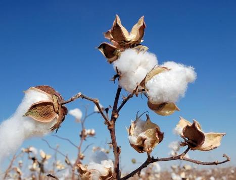 浴巾是棉的还是珊瑚绒的好,浴巾是纯棉的好还是珊瑚绒的好