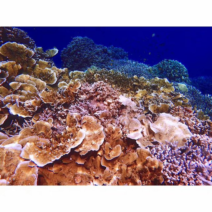 看我这发型酷不酷｜我觉得很可爱啊！帕劳潜水超级赞！