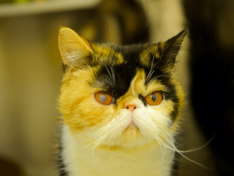 猫鼻支的早期症状和表现,猫鼻支没鼻涕眼睛发炎