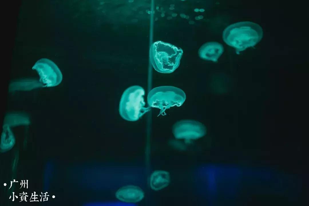 巴南海洋公园一日游攻略 (香港海洋公园游玩攻略)