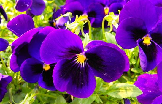 可爱的姑娘笑脸——三色堇花