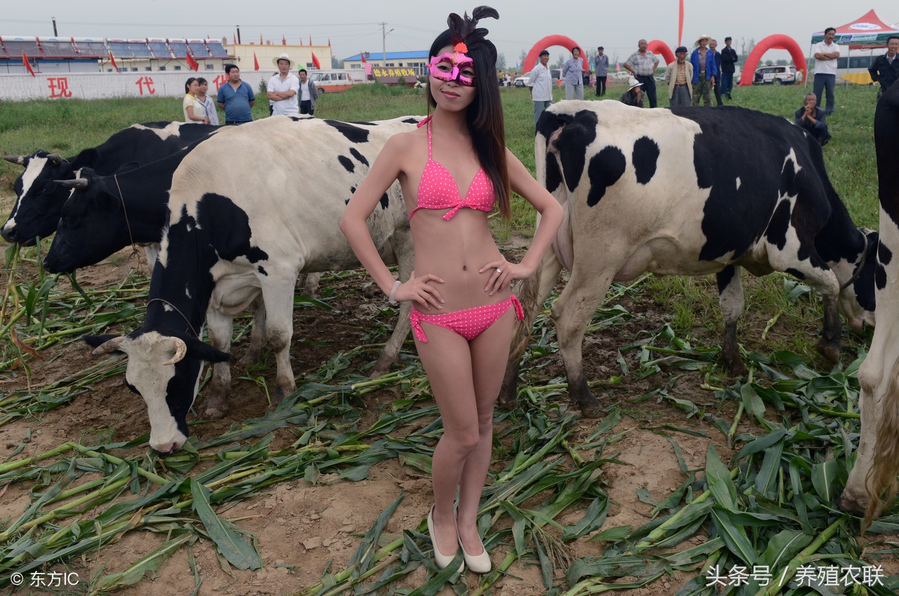 犊牛饲养与管理教学视频,奶牛饲养和管理技术