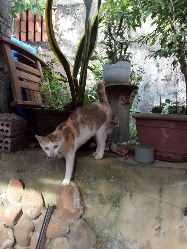 越南旅行之岘港攻略,越南岘港巴拿山风景
