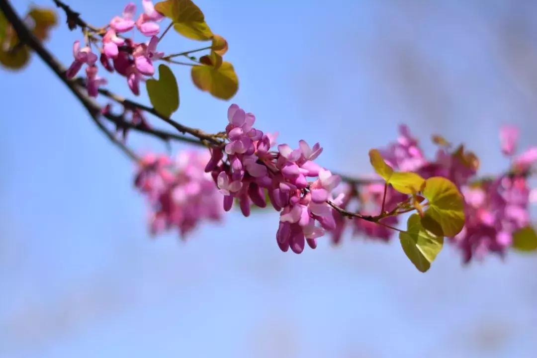 中学生必去的网红景点,小学课本出现的景区