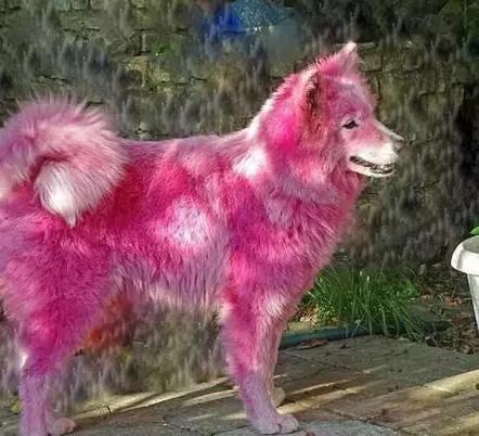 狗狗竟然被主人染色成这样？如果真正的爱它，请拒绝给它染色