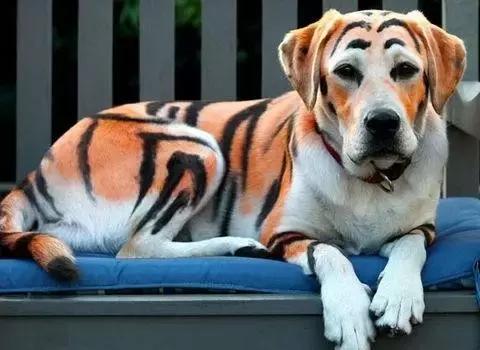 狗狗竟然被主人染色成这样？如果真正的爱它，请拒绝给它染色