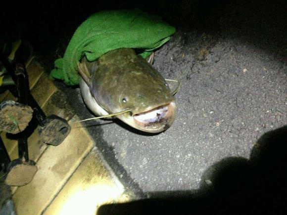 夜钓大口鲶鱼用什么饵最好,野河钓大口鲶鱼有多大