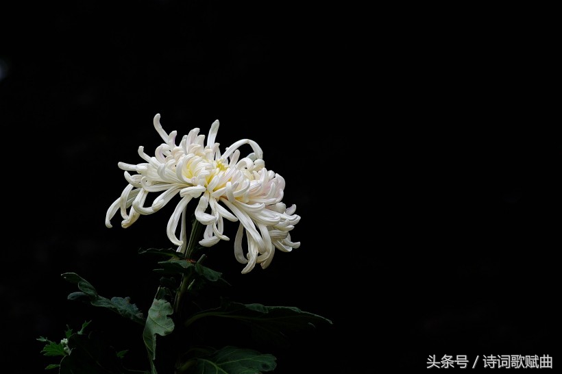 十首简短的爱国诗词,十句表达爱国情怀的诗句