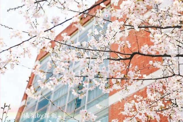 樱花装饰,樱花装饰墙壁