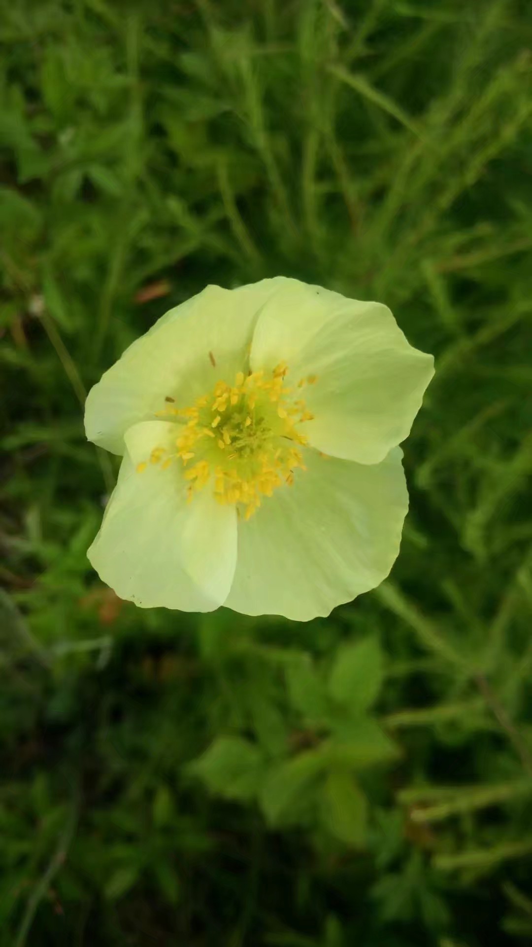 骑车去漠河旅游攻略,从漠河到呼伦贝尔自驾游攻略