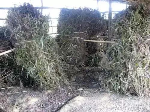 铁芒萁做菜,铁芒萁如何食用