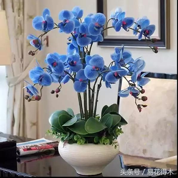 春季花草怎么防飞虫,春季怎么去花的小飞虫