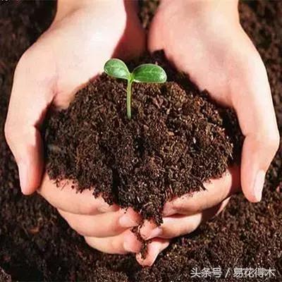 抗病虫害的盆栽花卉品种,花卉盆栽有病虫害怎么治虫